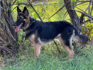 German Shepherd Female Dog