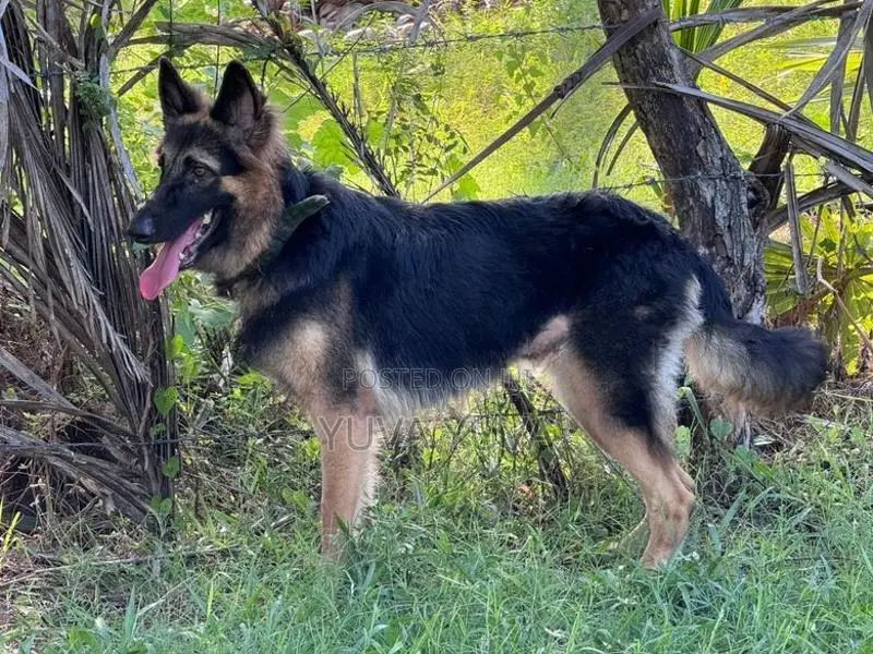 German Shepherd Female Dog