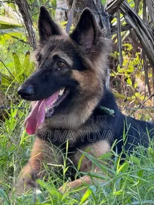 German Shepherd Female Dog