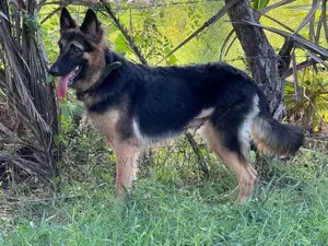 German Shepherd Female Dog