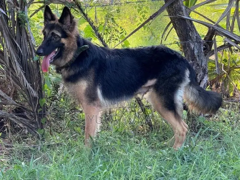 German Shepherd Female Dog