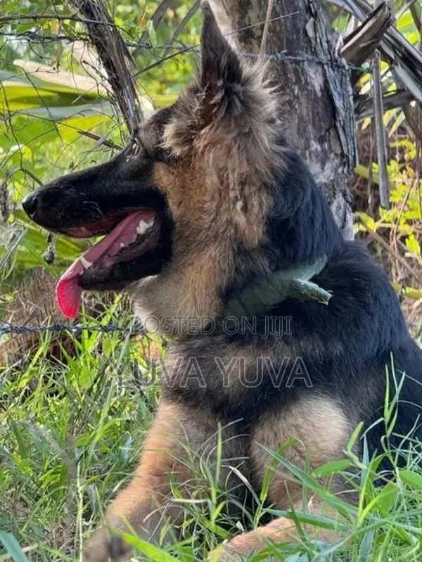 German Shepherd Female Dog