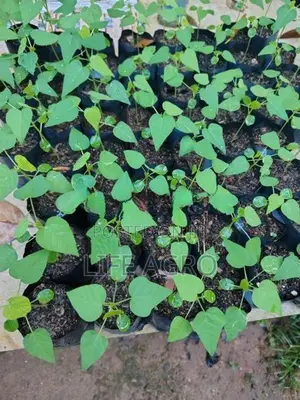 ගස් ලබු පැළ