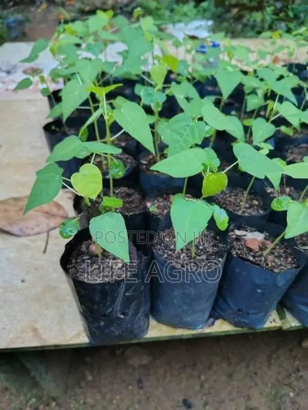 ගස් ලබු පැළ