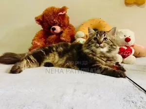 Persian Triple Coat