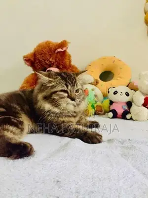 Persian Triple Coat