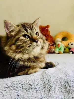 Persian Triple Coat