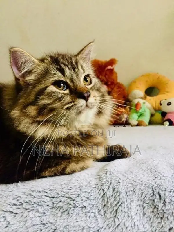 Persian Triple Coat