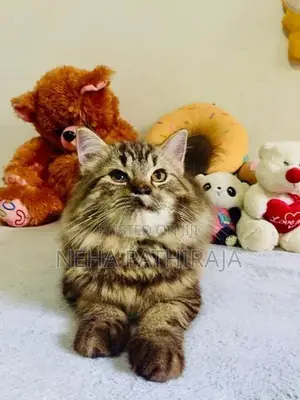 Persian Triple Coat