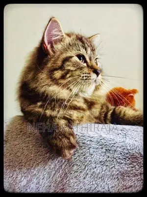 Persian Triple Coat