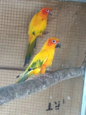 Sun Conure Pair