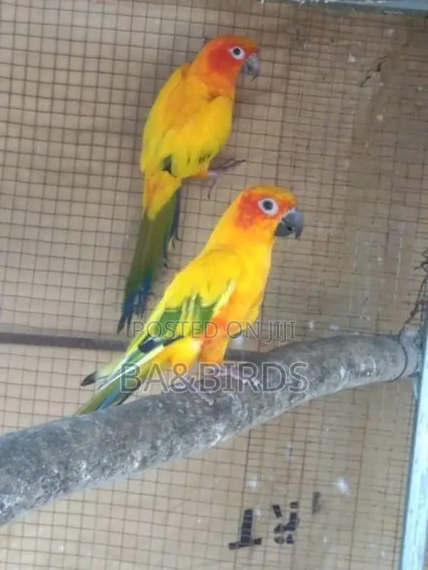 Sun Conure Pair