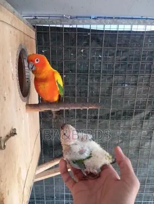 Sun Conure Pair