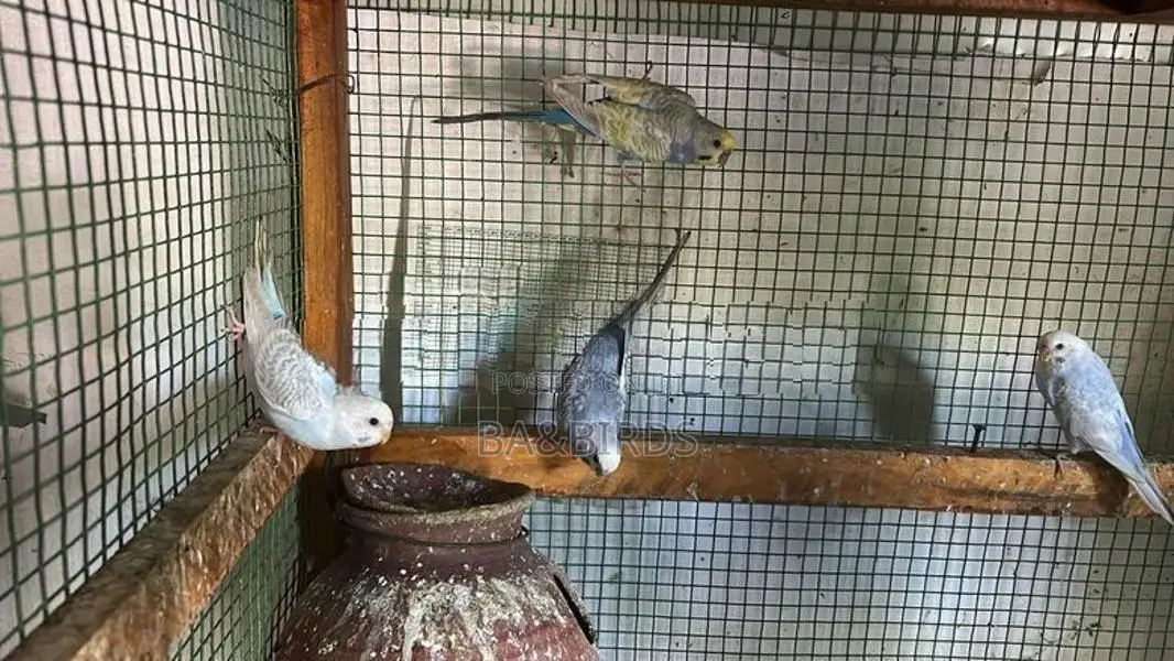 Sun Conure Pair