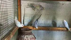 Sun Conure Pair