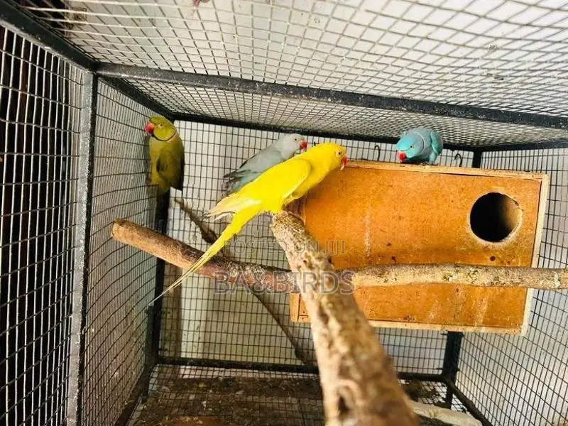 Sun Conure Pair
