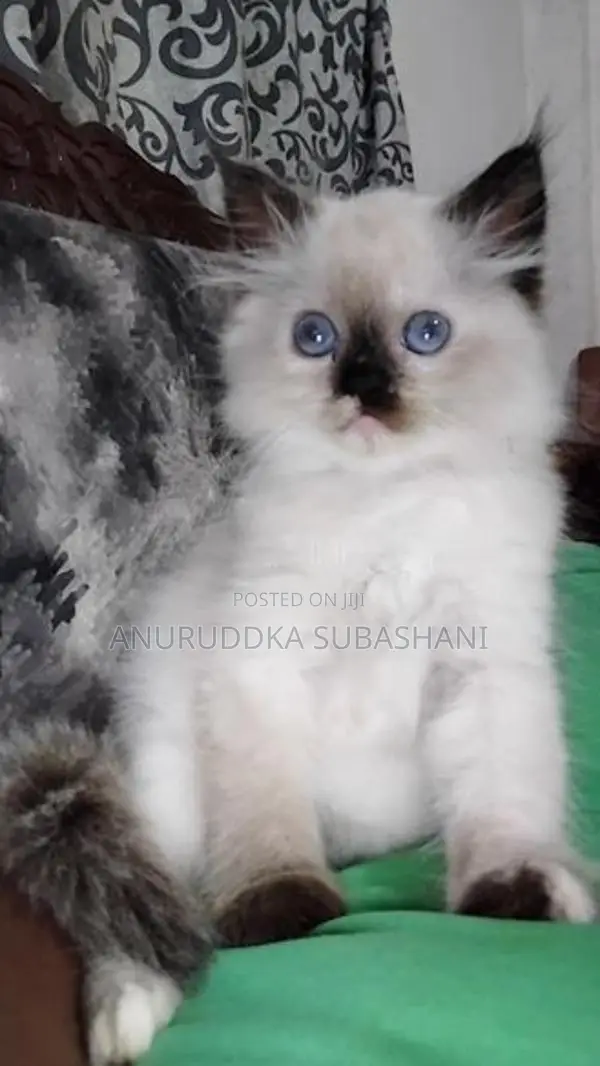 Persian Kittens