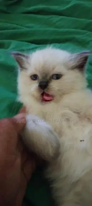 Persian Kittens