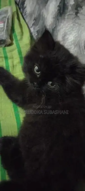 Persian Kittens