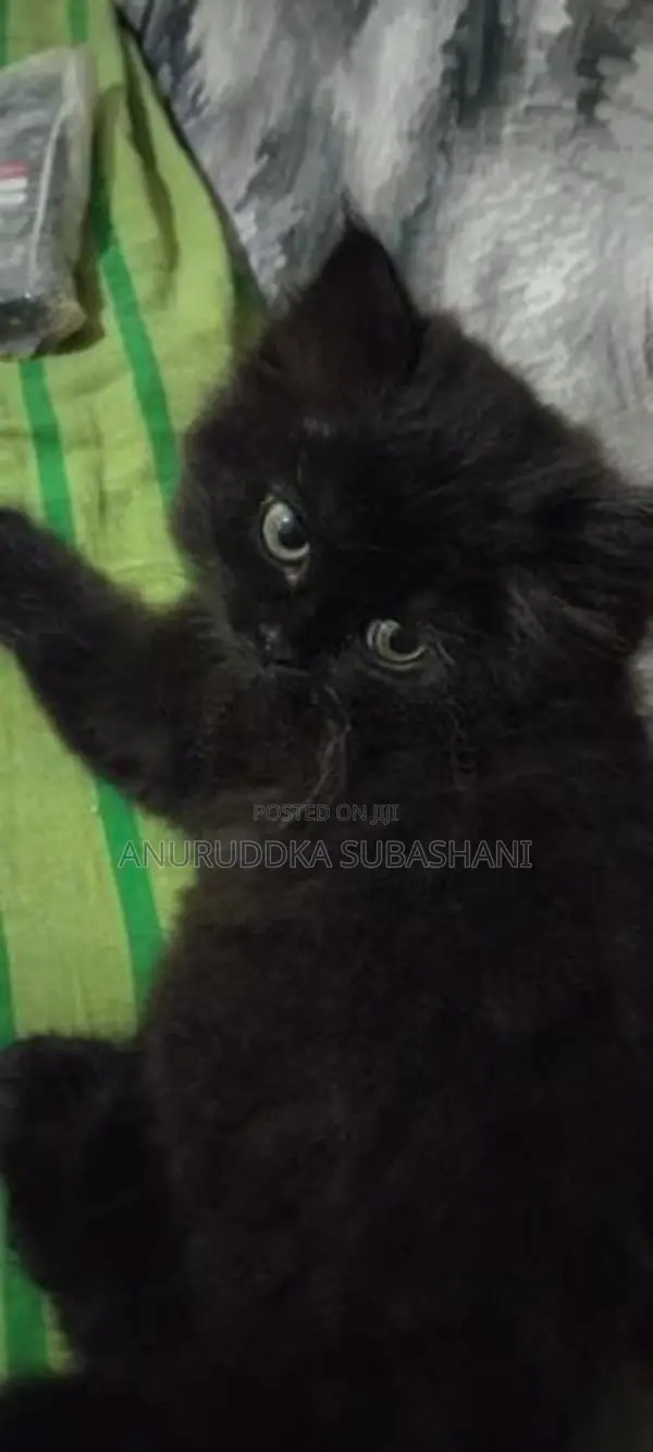 Persian Kittens
