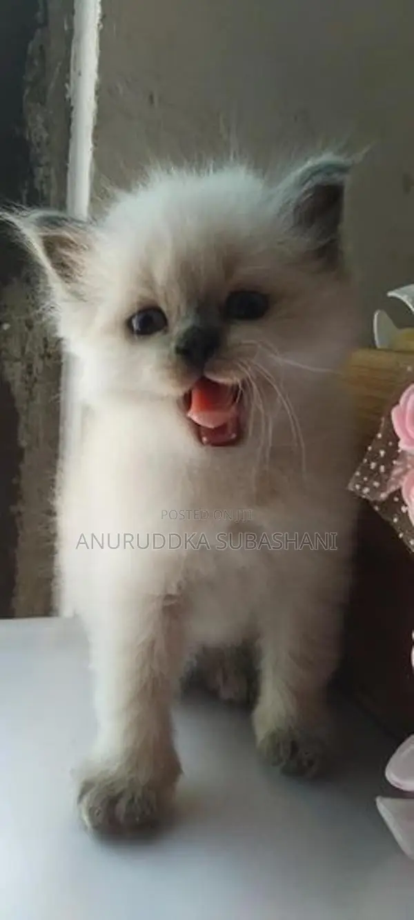 Persian Kittens