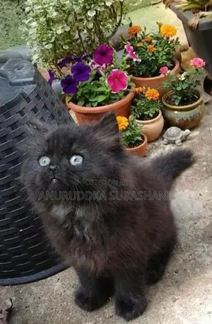 Persian Kittens