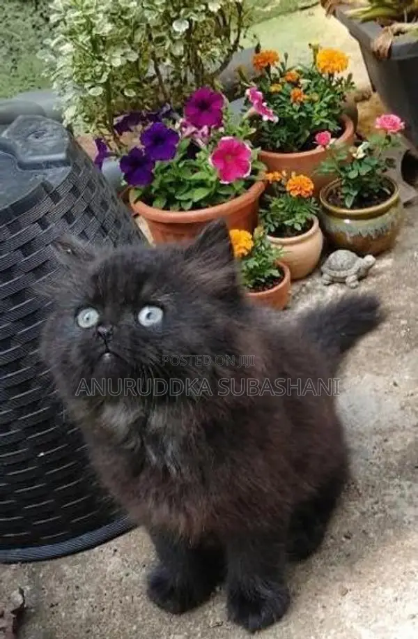 Persian Kittens
