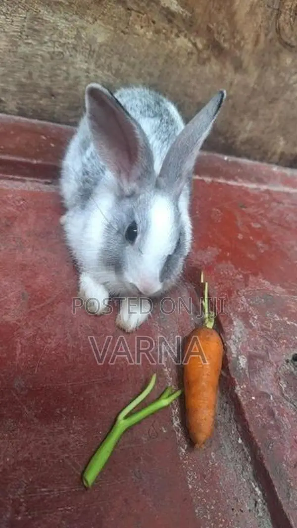 4 Rabbits