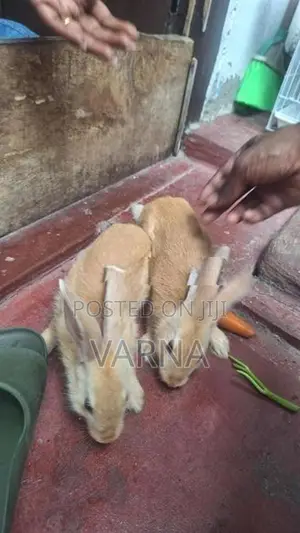 4 Rabbits