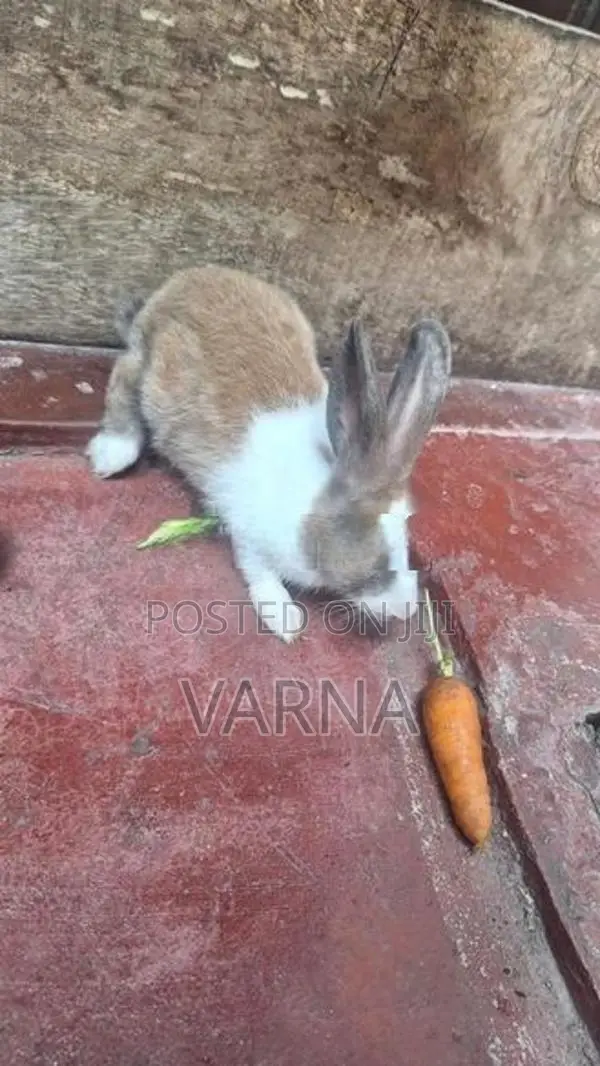 4 Rabbits