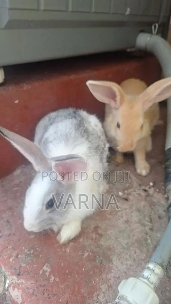 4 Rabbits