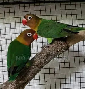 African Lovebird