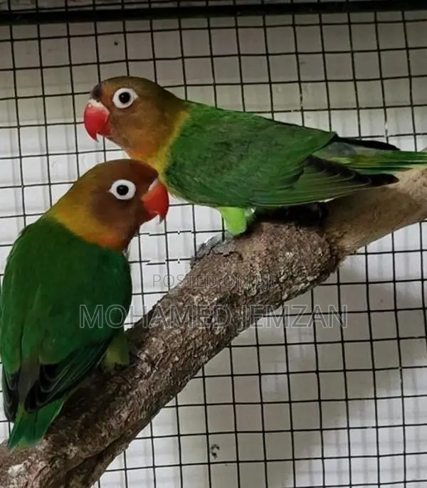 African Lovebird