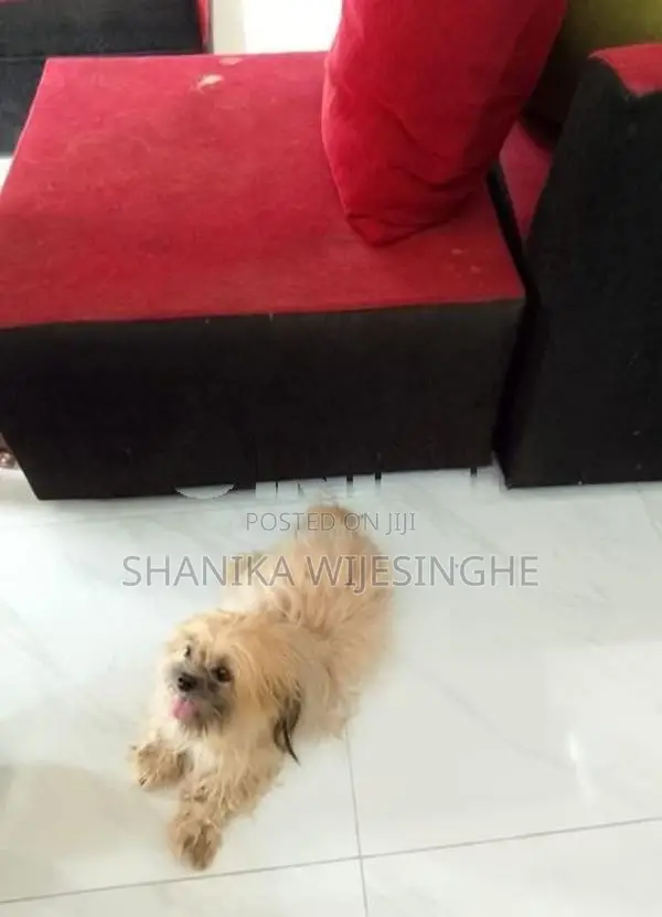 ශිට්සු වර්ගයේ බලුපැටව්