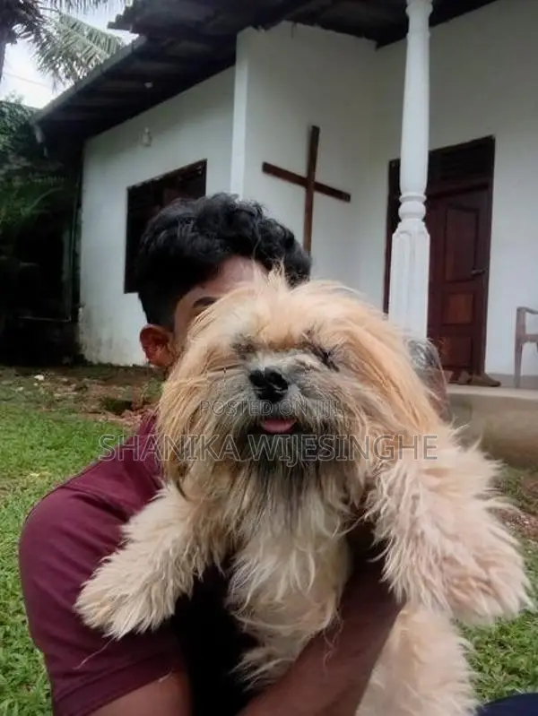 ශිට්සු වර්ගයේ බලුපැටව්