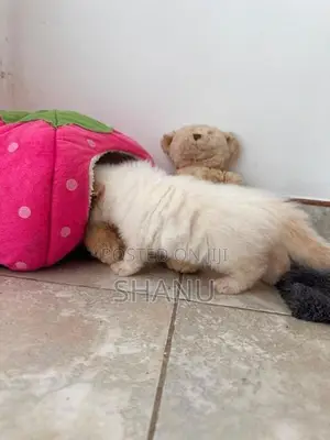 Persian Cat