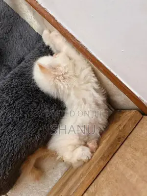 Persian Cat