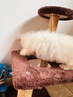Persian Cat