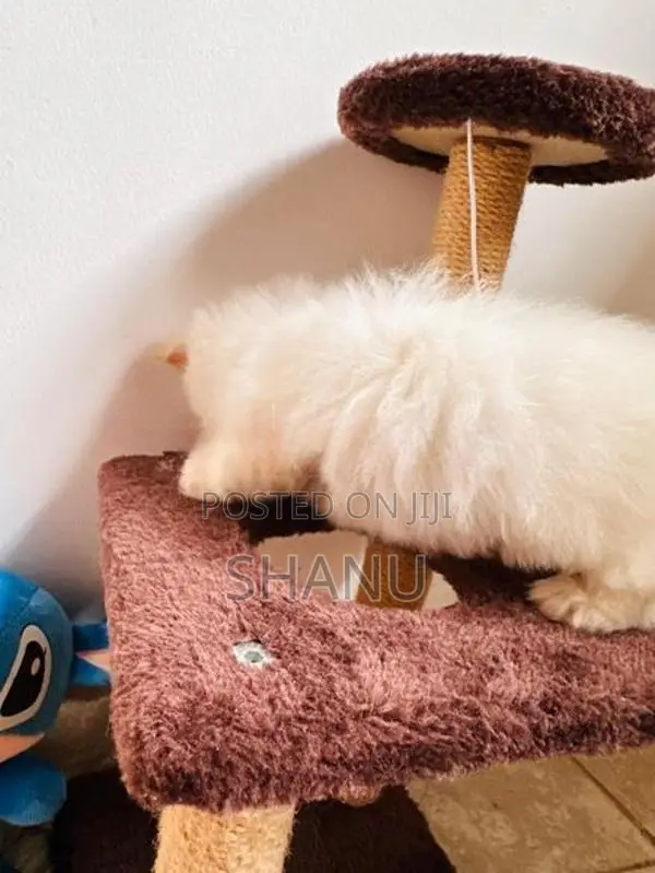 Persian Cat