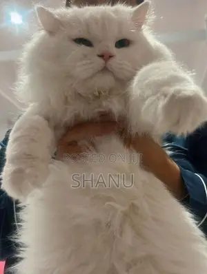 Persian Cat