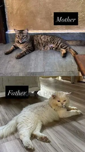Mix Persian Kittens