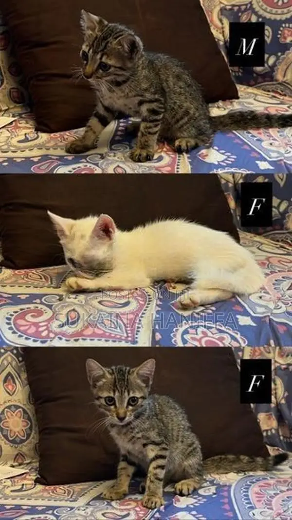 Mix Persian Kittens