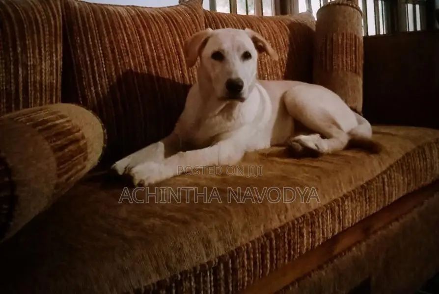 Labrador