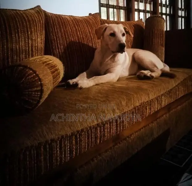 Labrador