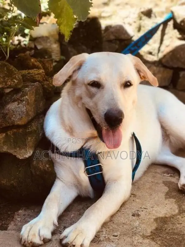 Labrador