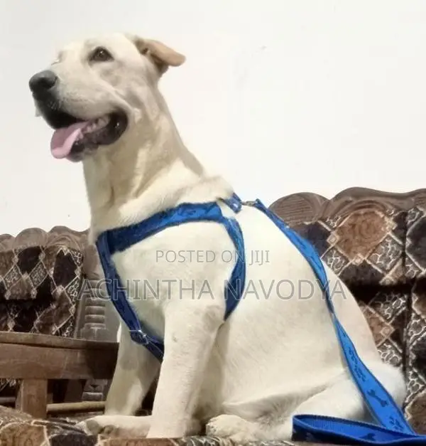 Labrador