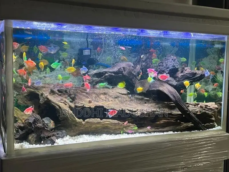 Colour Tetra