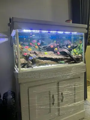 Colour Tetra