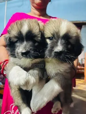 Pomeranian Dog