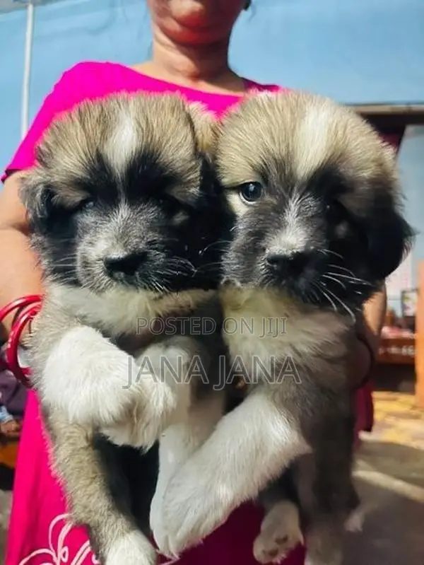 Pomeranian Dog